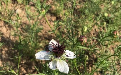 Herb of the Week: Nigella