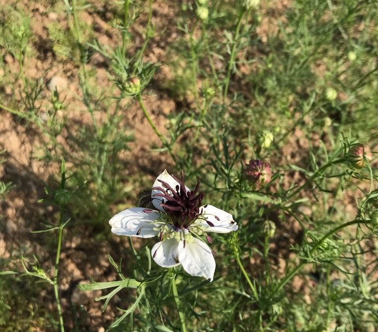 Herb of the Week: Nigella