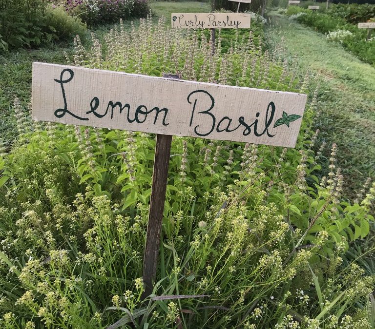 Herb of the Week: Lemon Basil