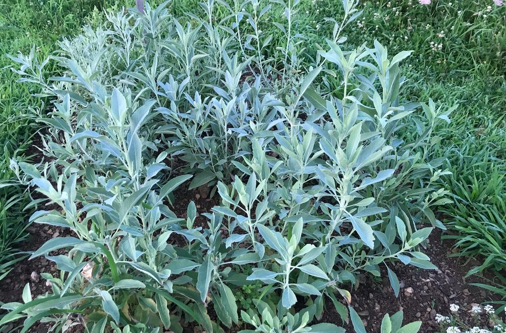 Herb of the Week: White Sage