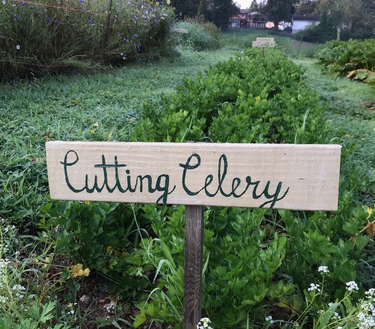 Herb of the Week:  Cutting Celery