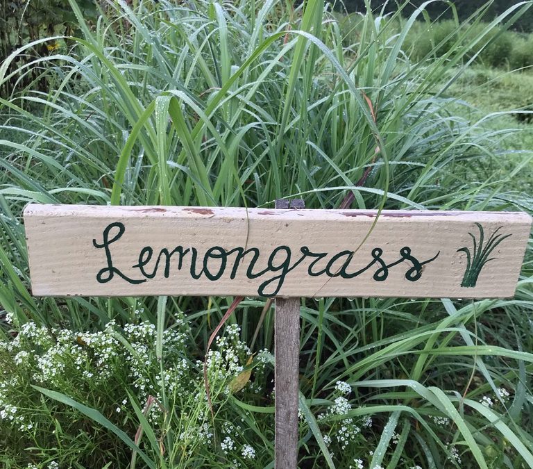 Herb of the Week: Lemongrass