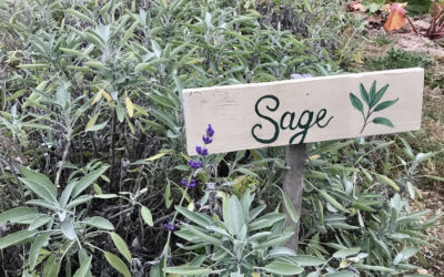 Herb of the Week: Sage