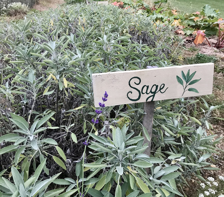 Herb of the Week: Sage