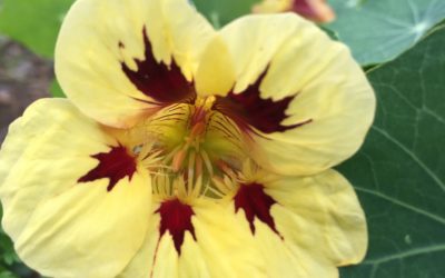 Herb (Flower) of the Week: Nasturtium