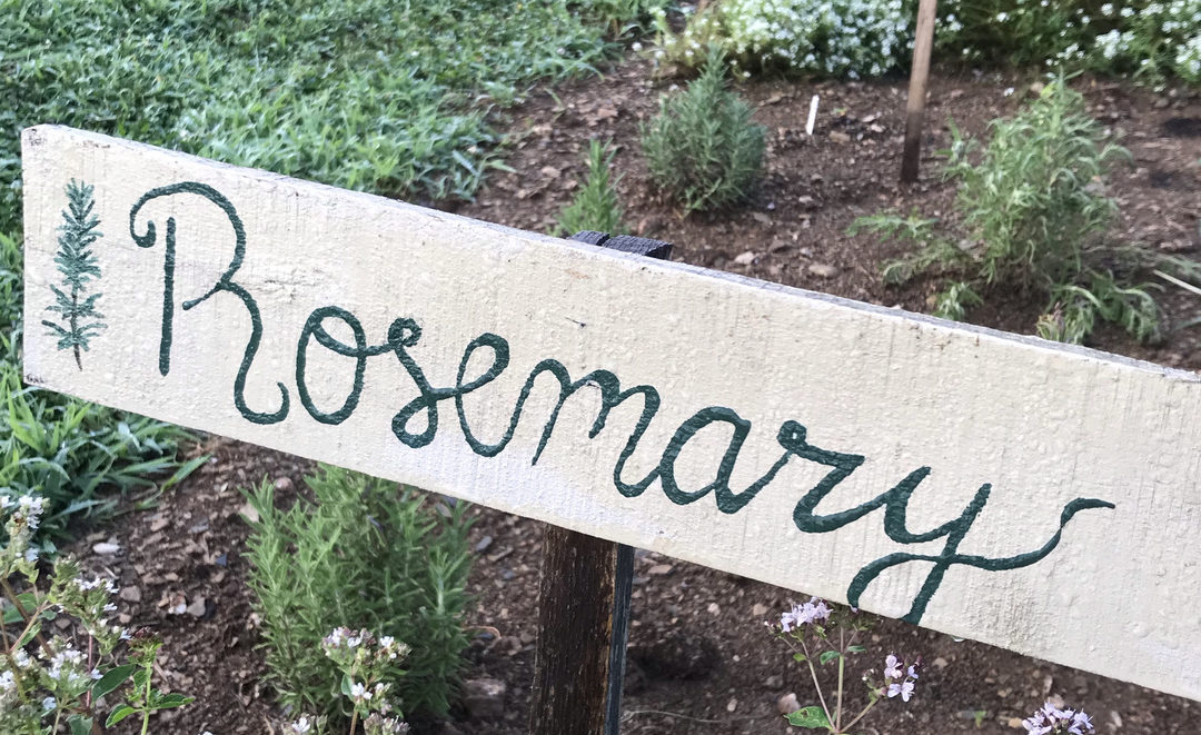 Herb of the Week: Rosemary