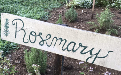 Herb of the Week: Rosemary
