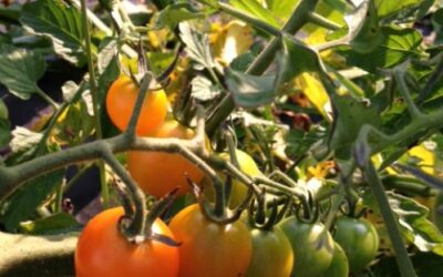 A Window Of Opportunity