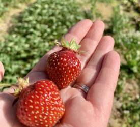 Week 3 Better Late Then Never