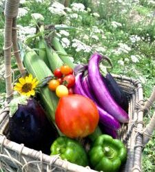 CSA Week 8 Summertime Goodness