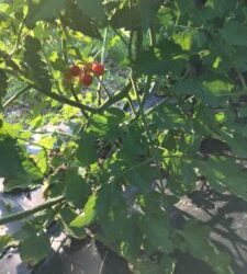 CSA Week 7