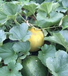 CSA Week 10 It’s a Melon Takeover