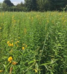 CSA Week 16  Labor of Love