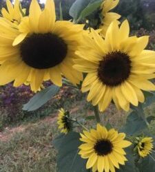 CSA Week 17 Keeping It Fresh