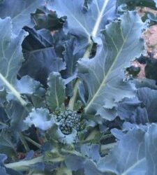 Week 20  Challenges Remain