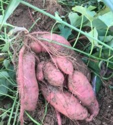 Holiday Harvest Sunday 11/24