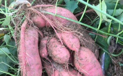Week 18 Spuds Are On