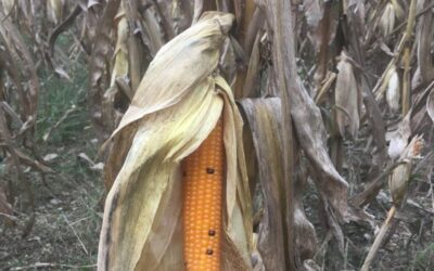 Week 22 Finally Fall