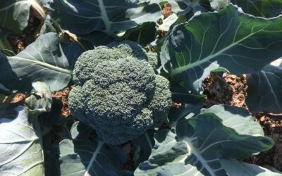 Holiday Harvest This Sunday