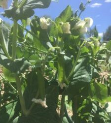 Week 2 The Beet Goes On