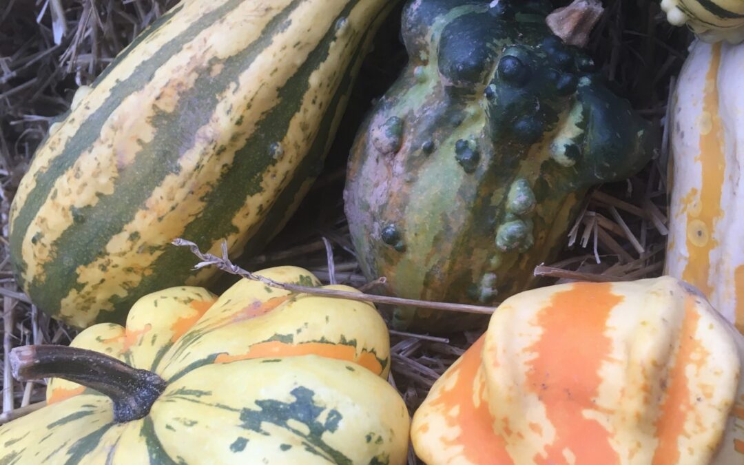 CSA Week 20